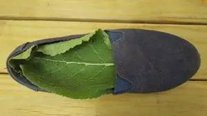 a big leaf in a sandle