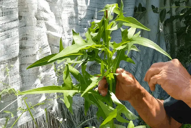 green plant in sunlight representing the nature recrement for the growth of plants