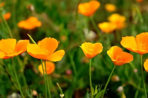 groip of yellow flowers