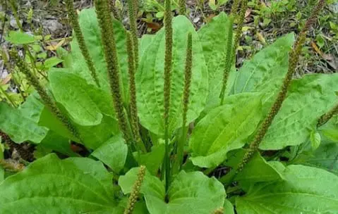 plant with green flowres
