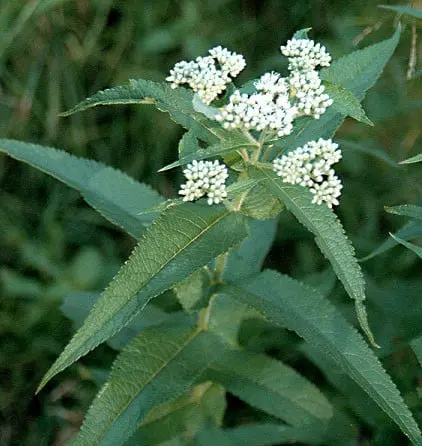 plant with white flower