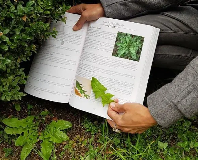 Open pages of 'The Lost Book of Herbal Remedies,' displaying detailed illustrations of medicinal plants along with descriptive text, providing insights into natural healing methods and traditional herbal knowledge.