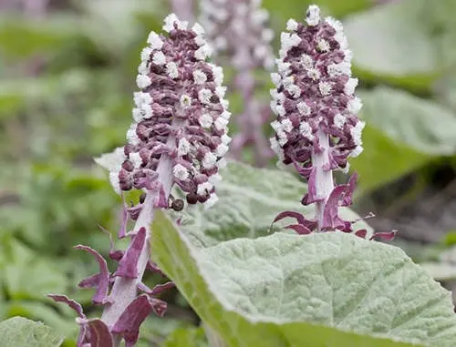 two flower in violet color